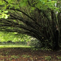 The-Tree